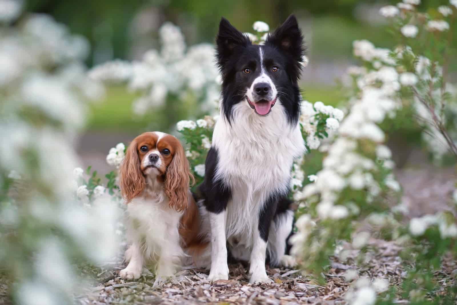 Border Collie and Cavalier King Charles Spaniel
