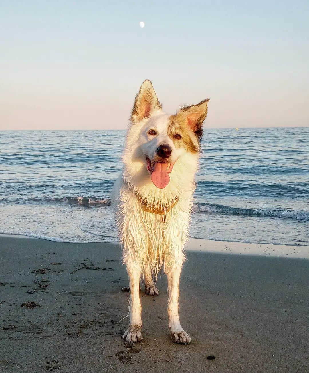 Border Collie on the beach