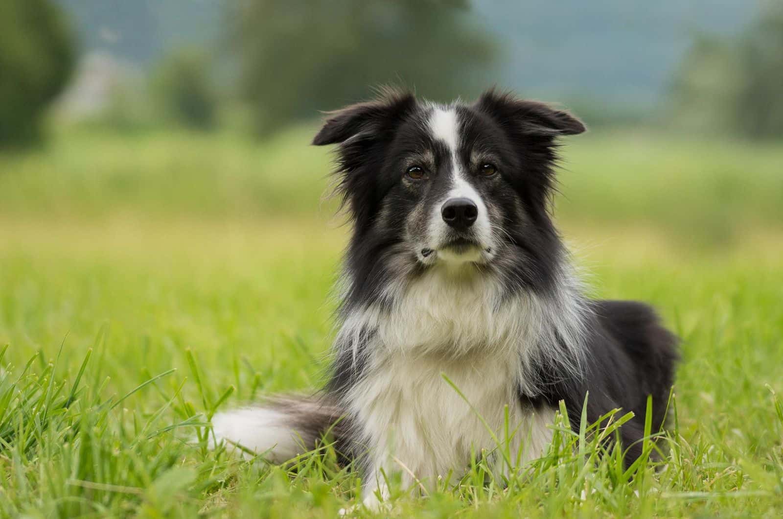 Border Collie