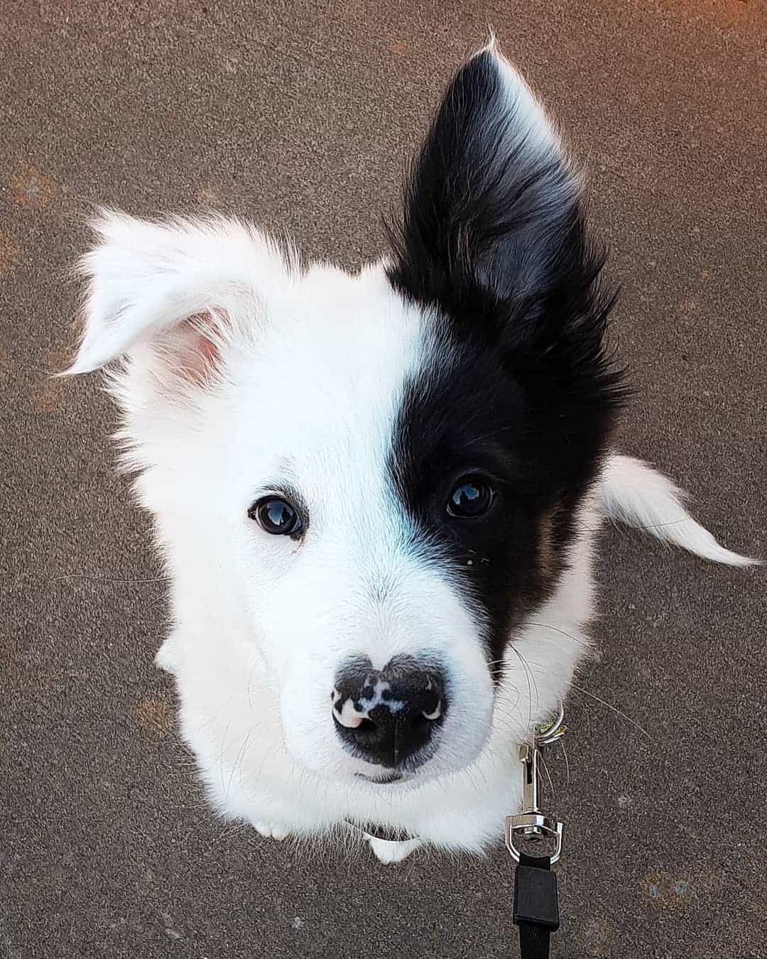 Border Heeler