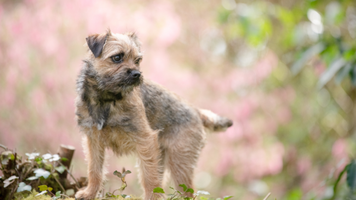 4 Border Terrier Colors: Which One To Pick?