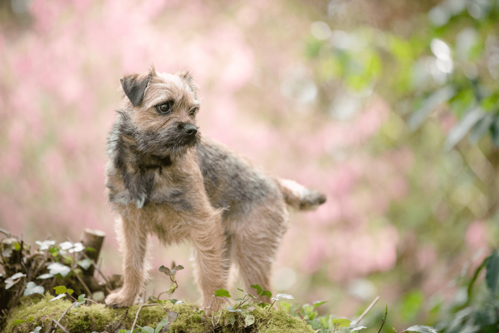 Border Terriers stand in the forest on a tree