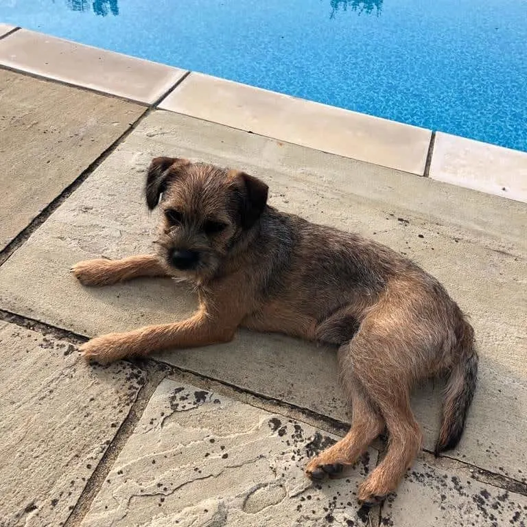 Border Terrier lying by the pool