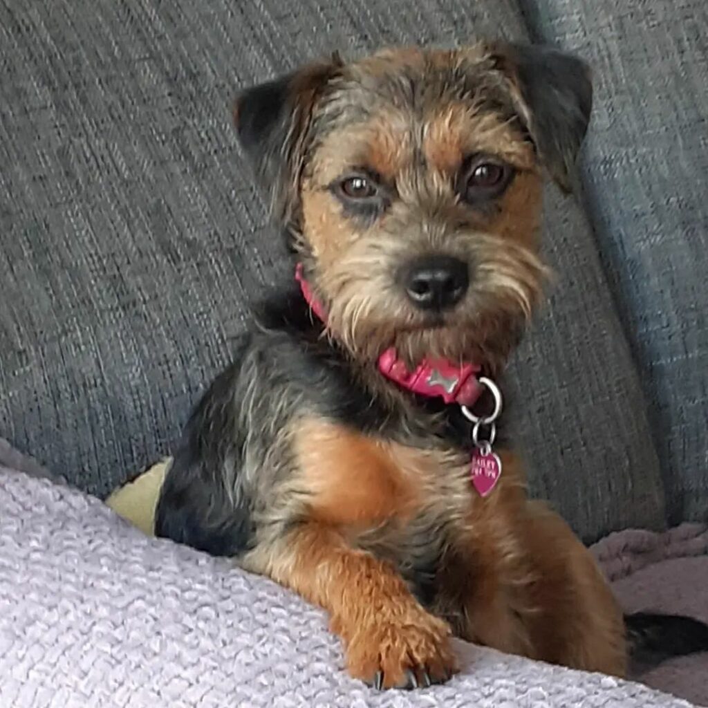 4 Border Terrier Colors Which One To Pick 4-border-terrier-colors-which-one-to-pick