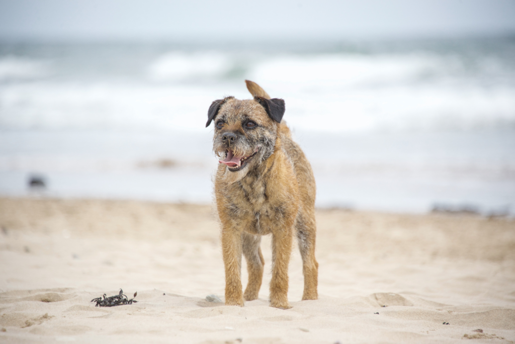 4 Border Terrier Colors Which One To Pick?
