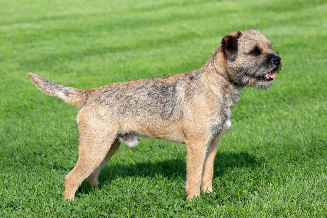 4 Border Terrier Colors Which One To Pick 