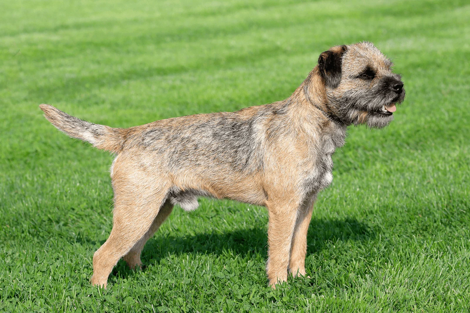 Border Terriers are standing in the garden on the grass