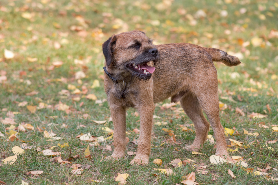 4 Border Terrier Colors Which One To Pick?