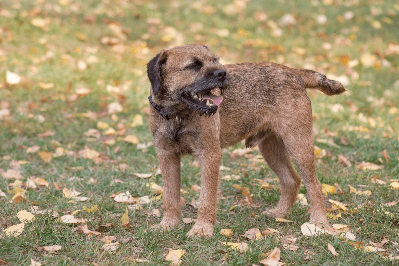 Border Terriers stand in an autumn park