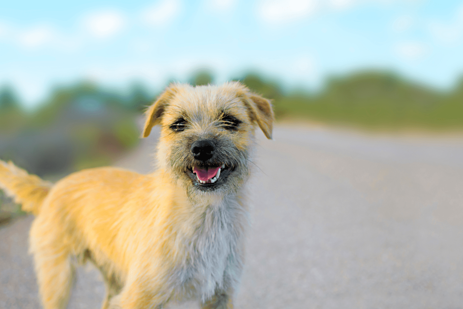 Border Terriers stand on the street