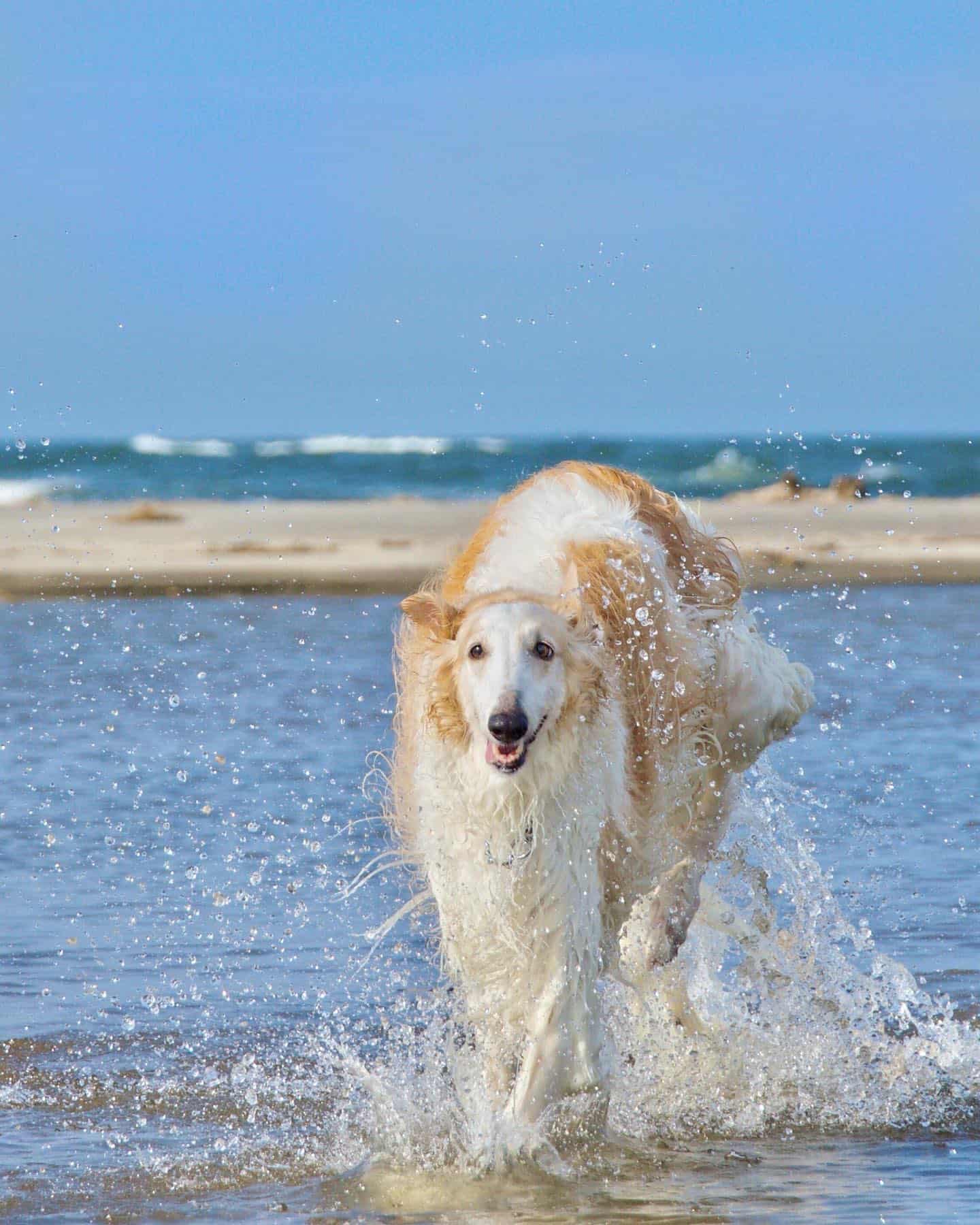 Borzoi dog running in the water