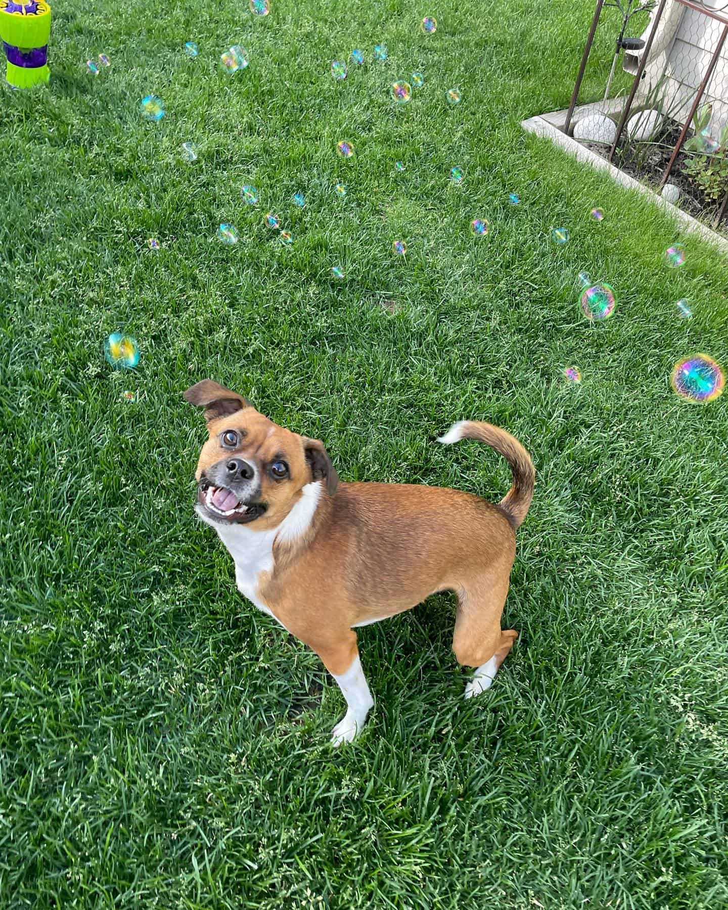 Boshih on the grass