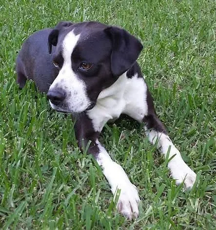 Bosmaraner puppy lies in the grass