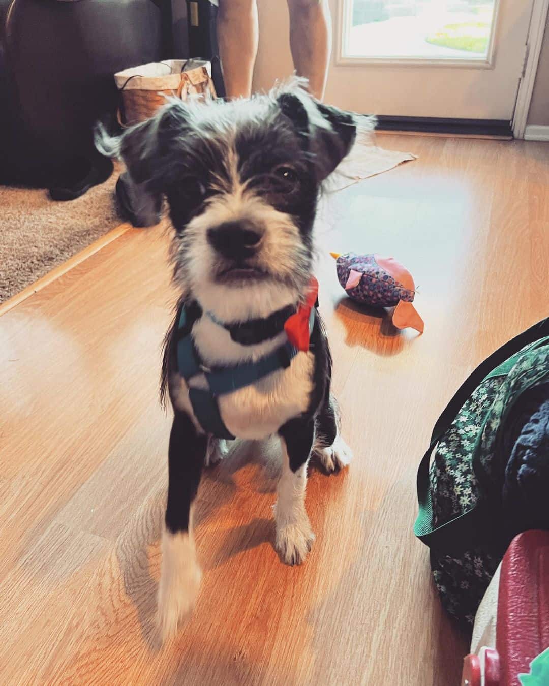 Bossi-Poo sitting on the floor at home