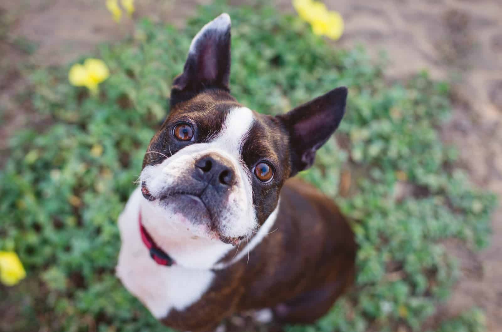 Boston Terrier looking up