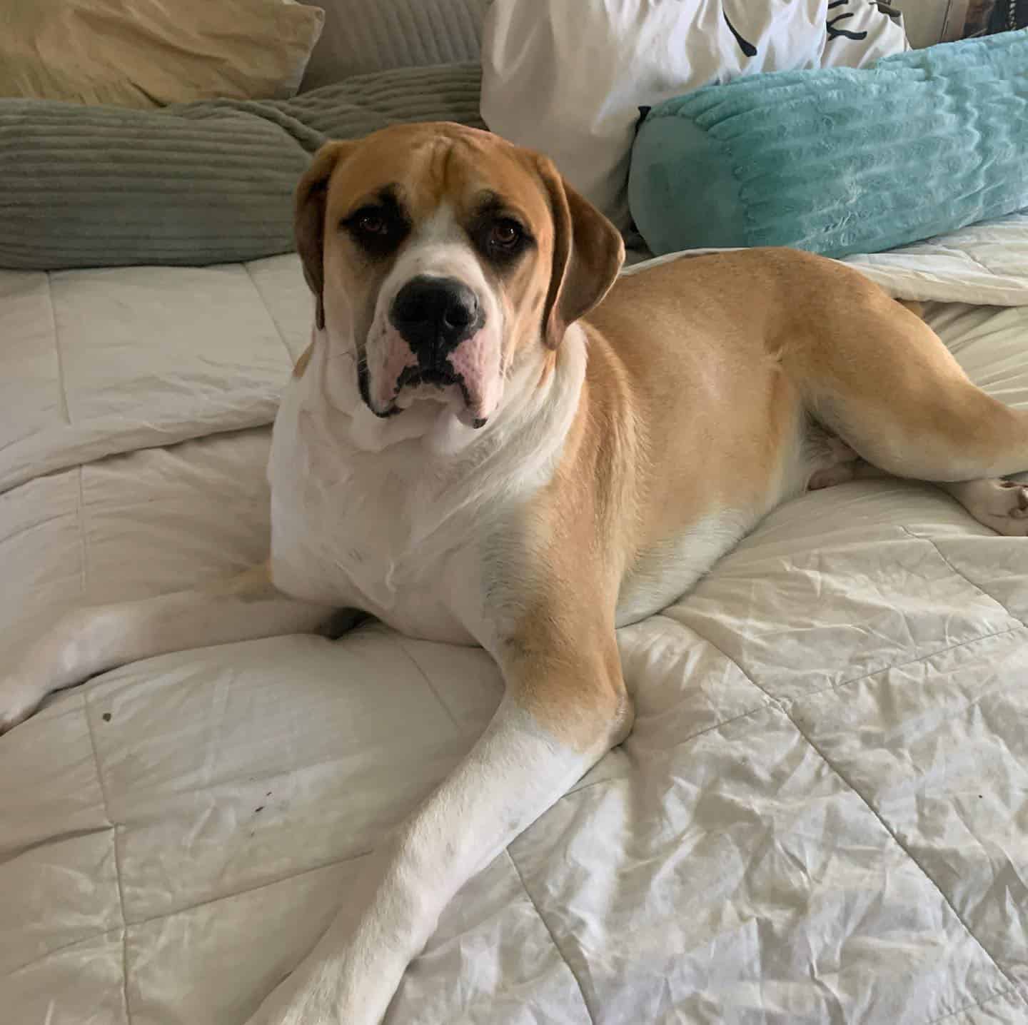 Boxer and Anatolian Shepherd mix dog on the bed
