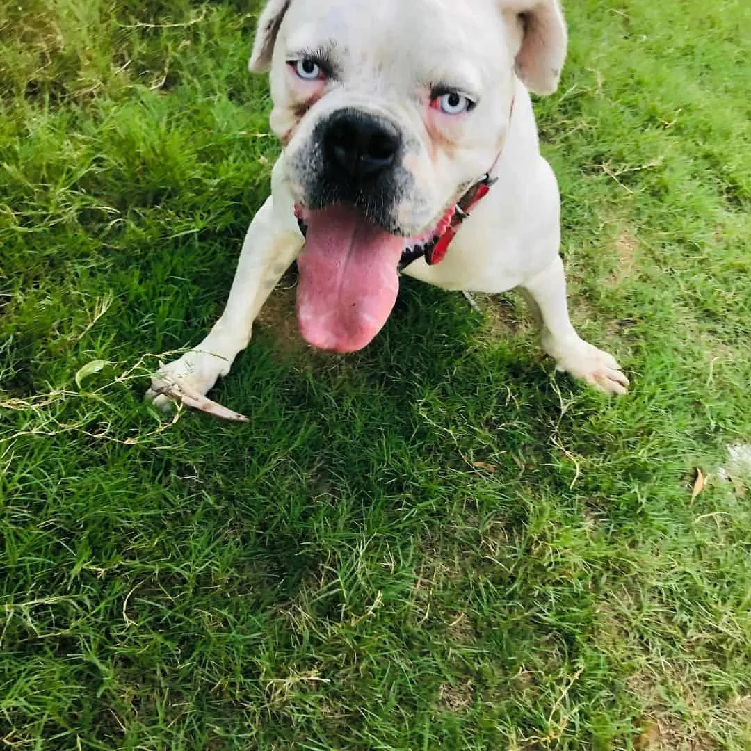 Boxer sitting on the grass