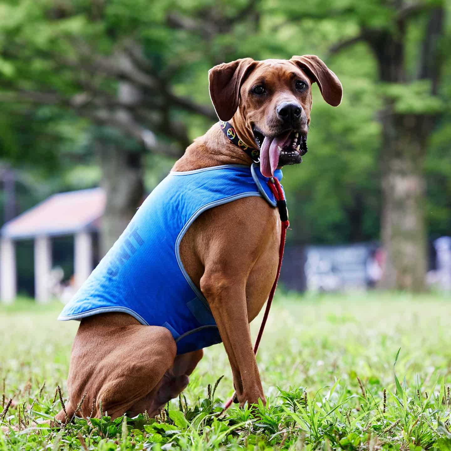 Boxerman dog sitting on the grass