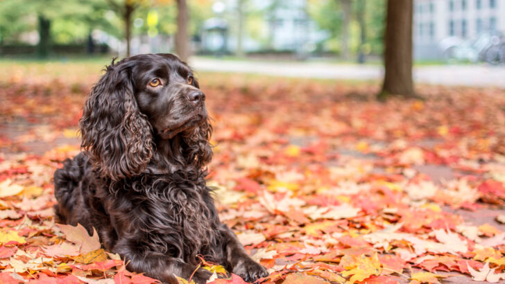Boykin Spaniel Price: How Much Does This Hunting Dog Cost?