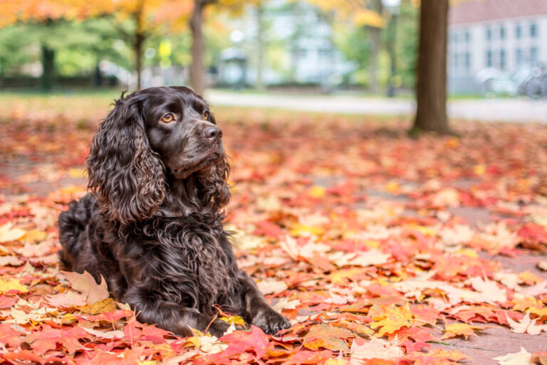 Boykin Spaniel lying outside on dry leaves