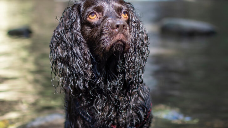 Boykin Spaniel Shedding 101