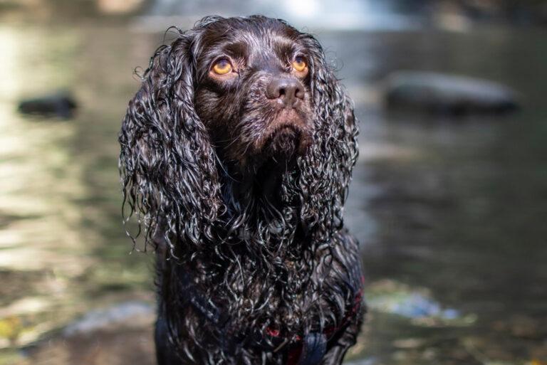 portrait of a beautiful Boykin Spaniel
