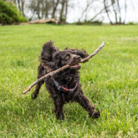 Boykin Spaniel runs with branches in mouth