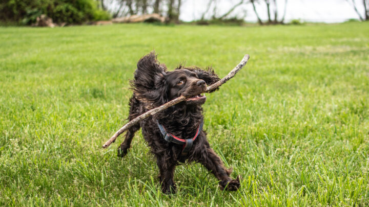 Boykin Spaniel Training: From Playful Pup To An Obedient Dog
