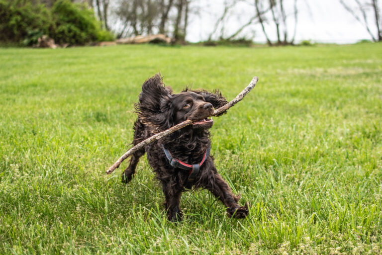 Boykin Spaniel runs with branches in mouth