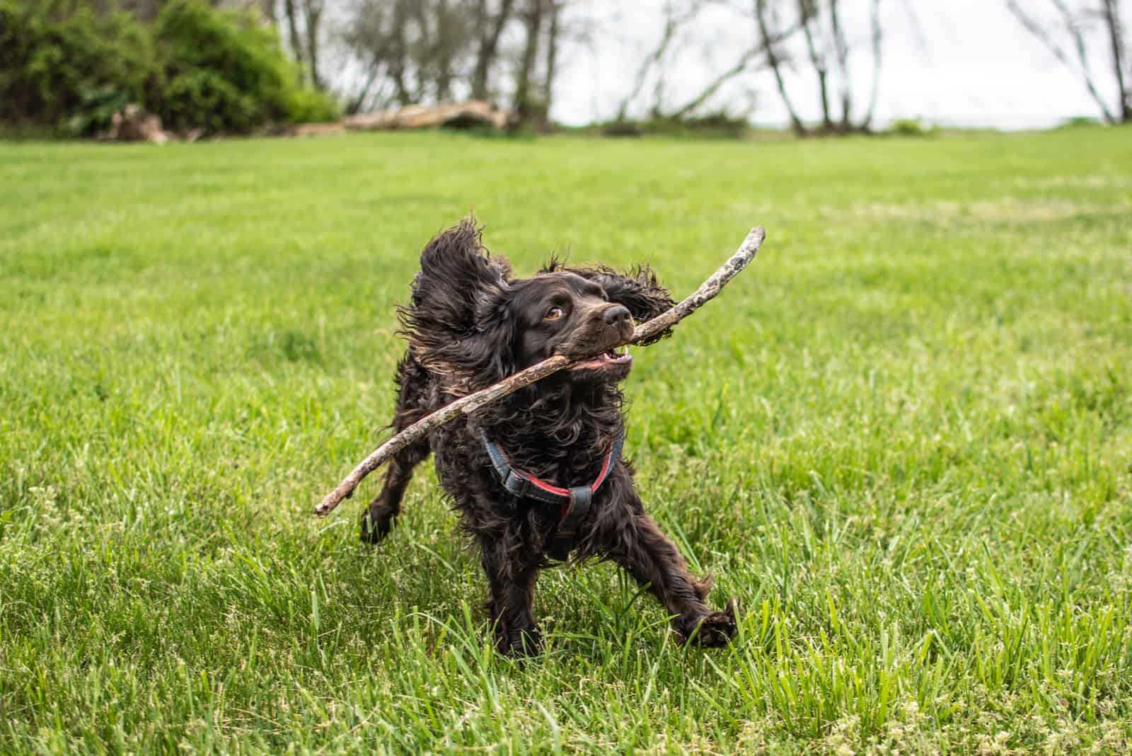 Boykin Spaniel Training: From Playful Pup To An Obedient Dog