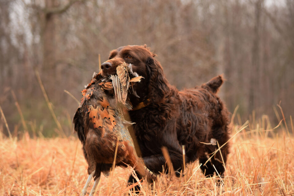 Boykin Spaniel Training From Playful Pup To An Obedient Dog