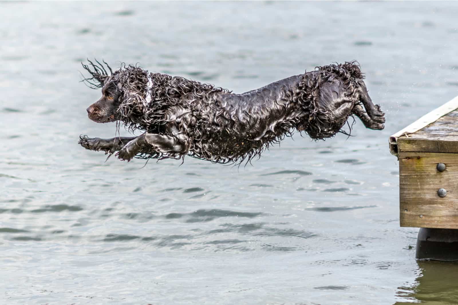 Boykin Spaniel jumps into the water from the dock