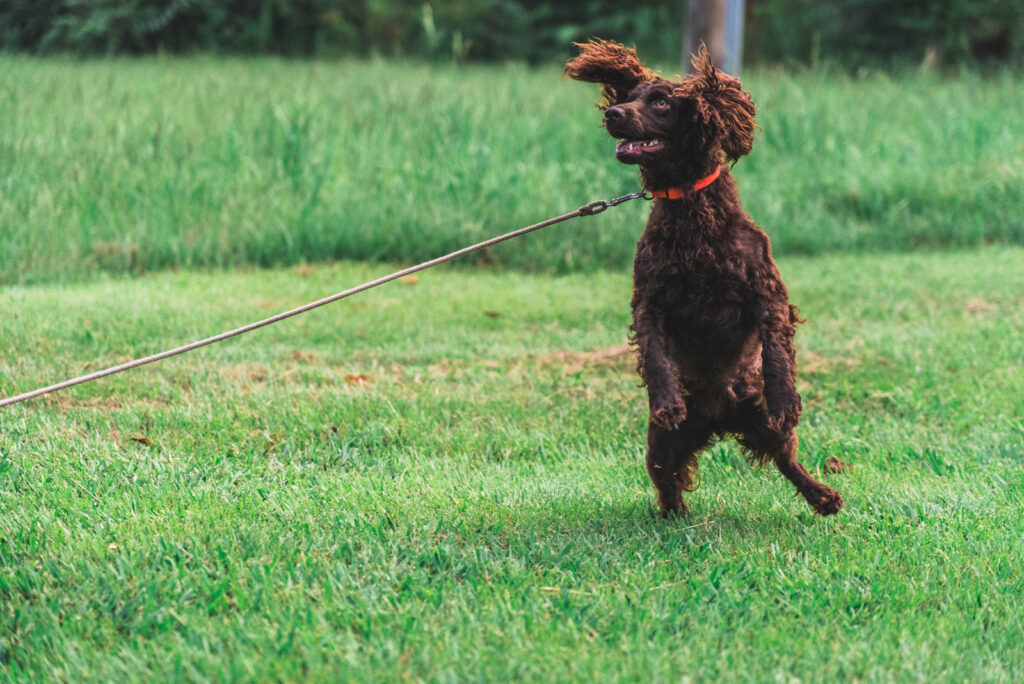 Boykin Spaniel Training From Playful Pup To An Obedient Dog