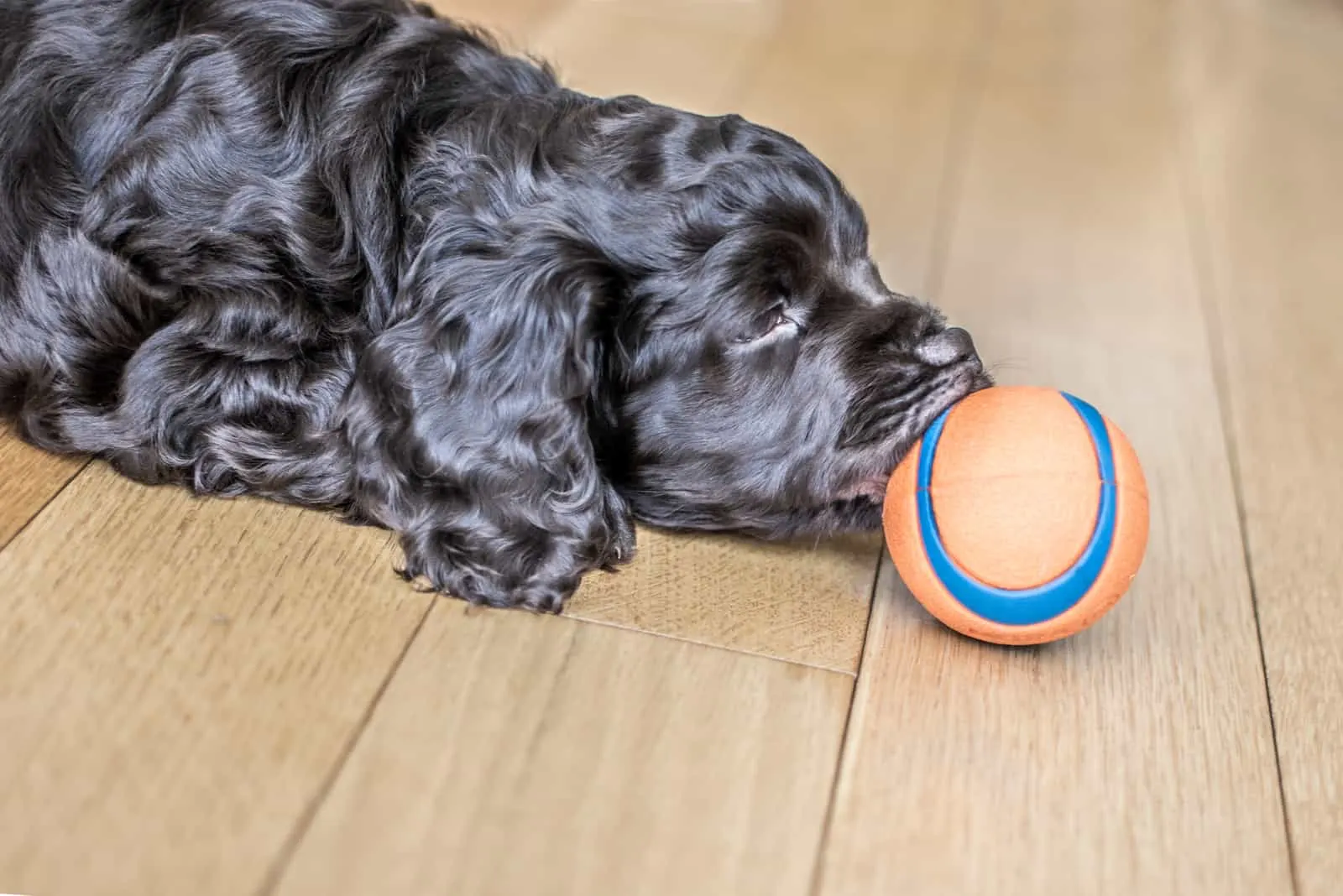 Boykin Spaniel puppy with a ball