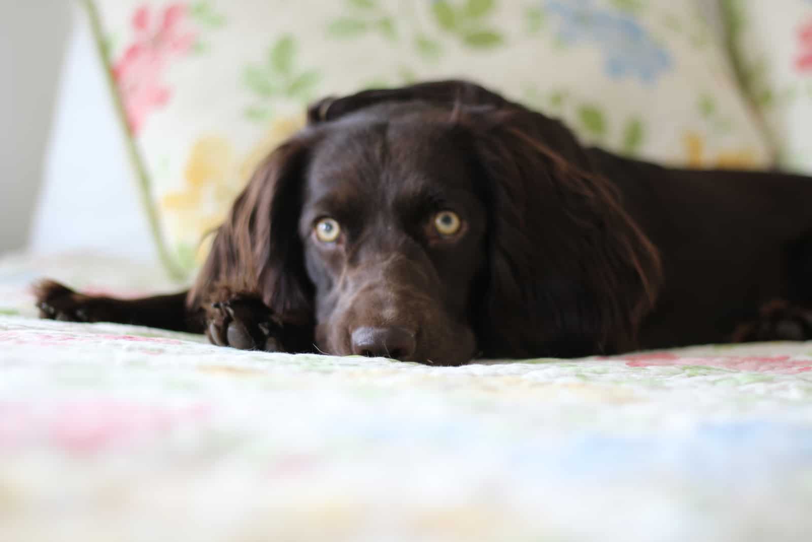 Boykin Spaniel resting in bed