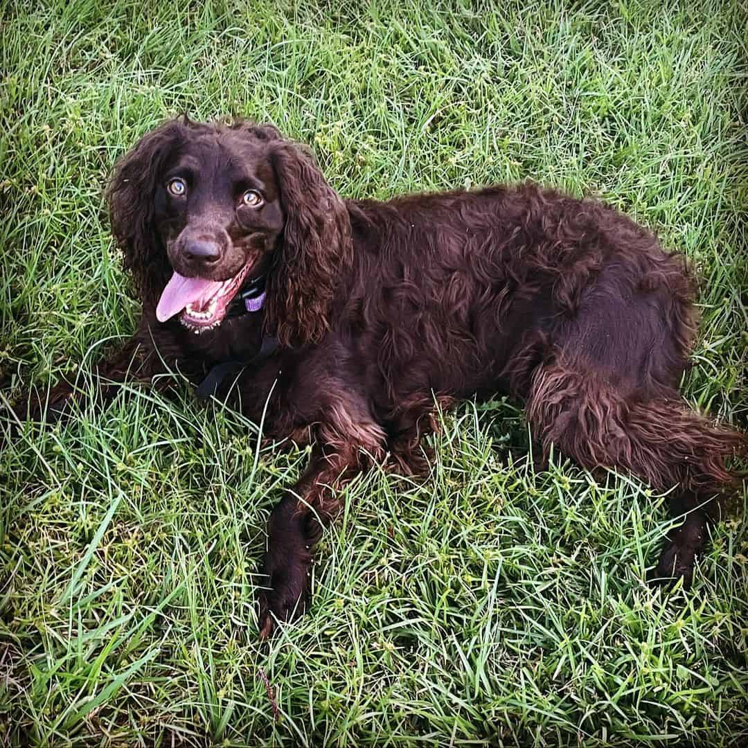 Boykin Spaniel resting in the grass