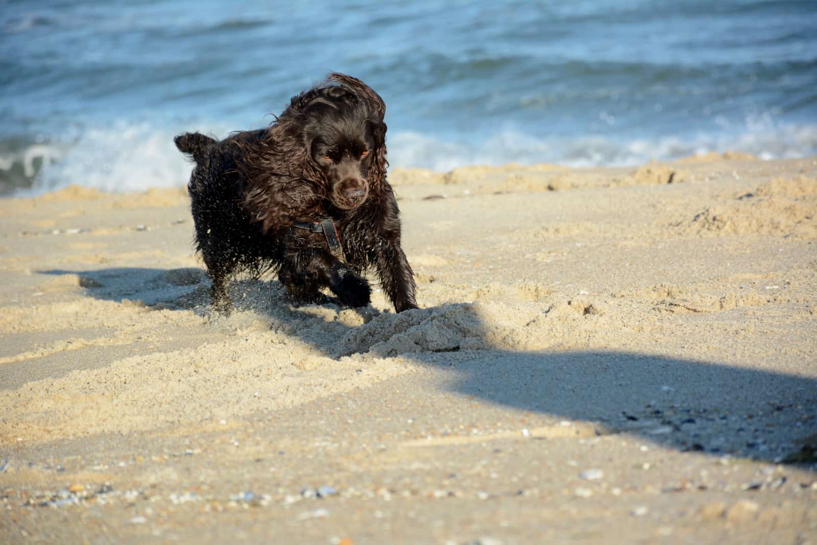 Boykin Spaniel running on the sandy beach