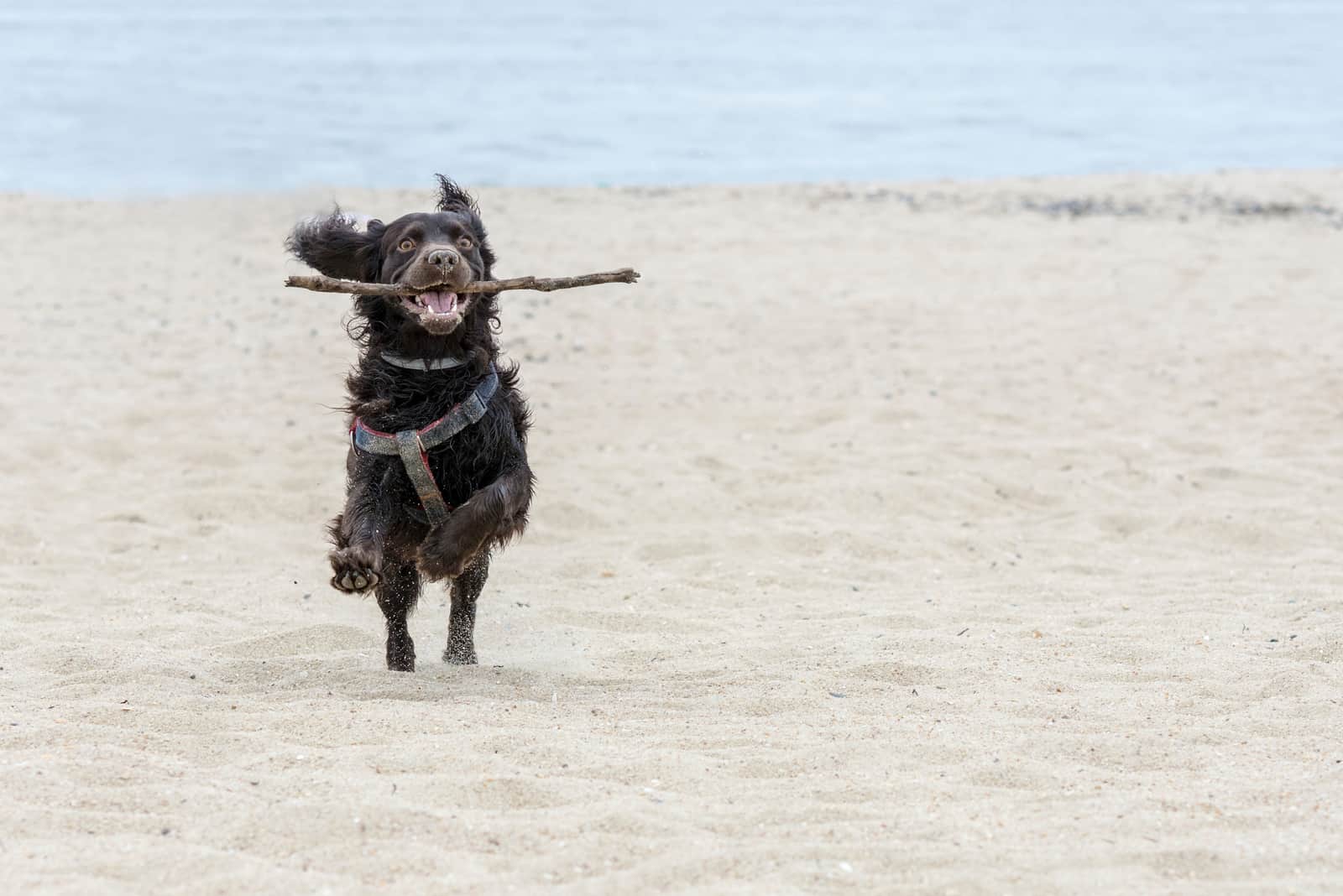 Boykin Spaniel runs along the sandy beach with a wooden branch in its mouth