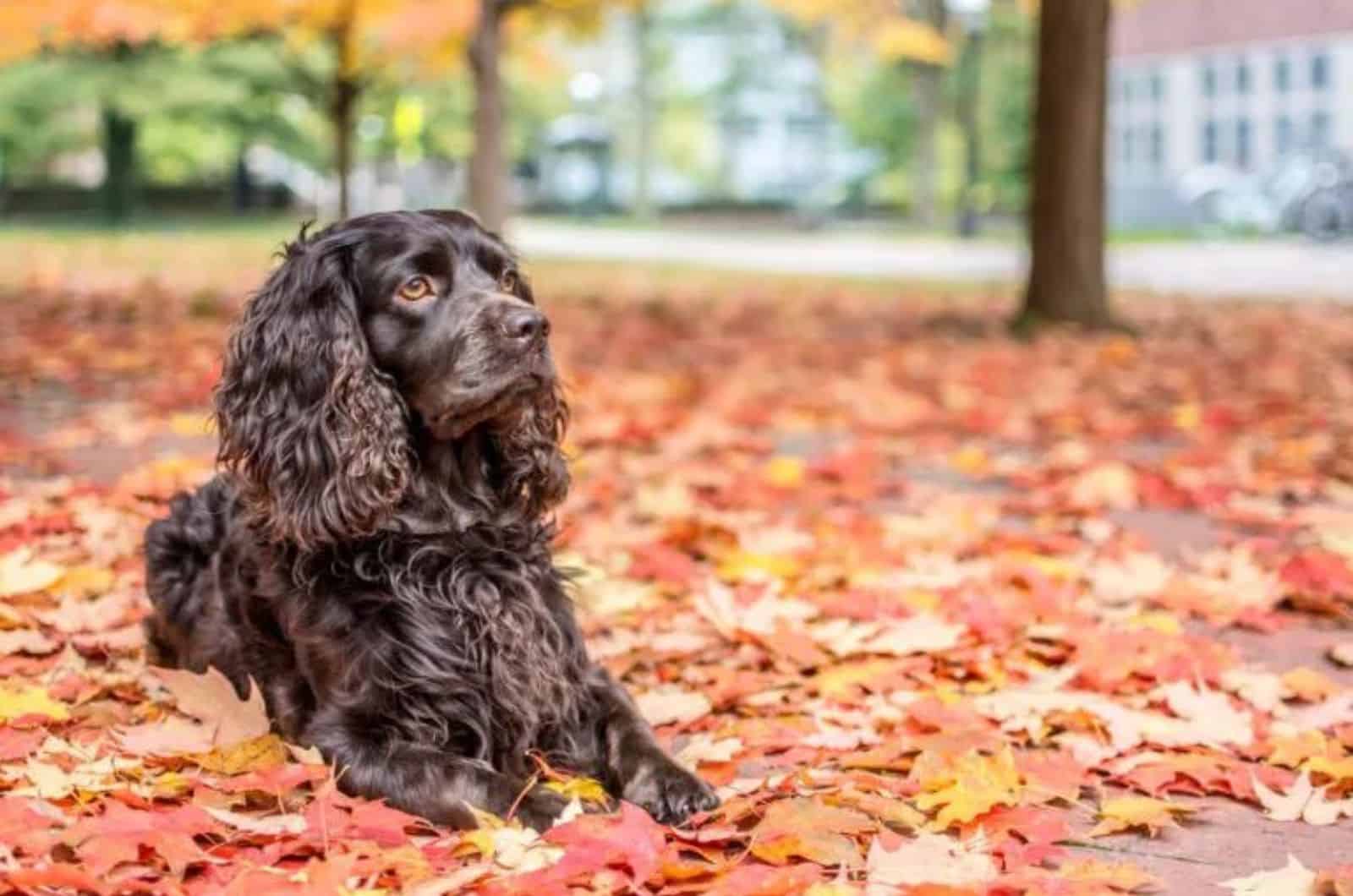 Boykin Spaniel sitting outside