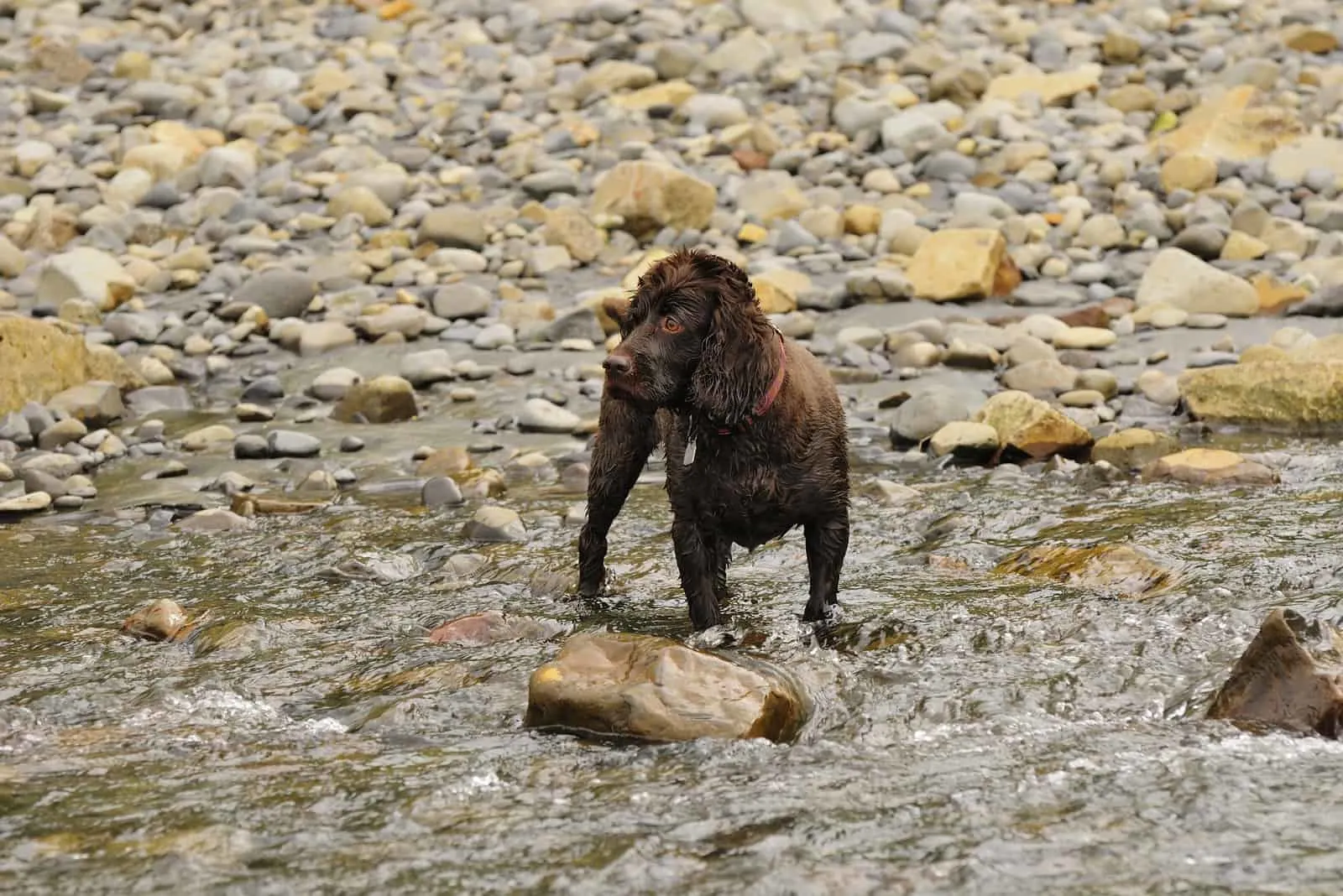Boykin Spaniel standing in the river