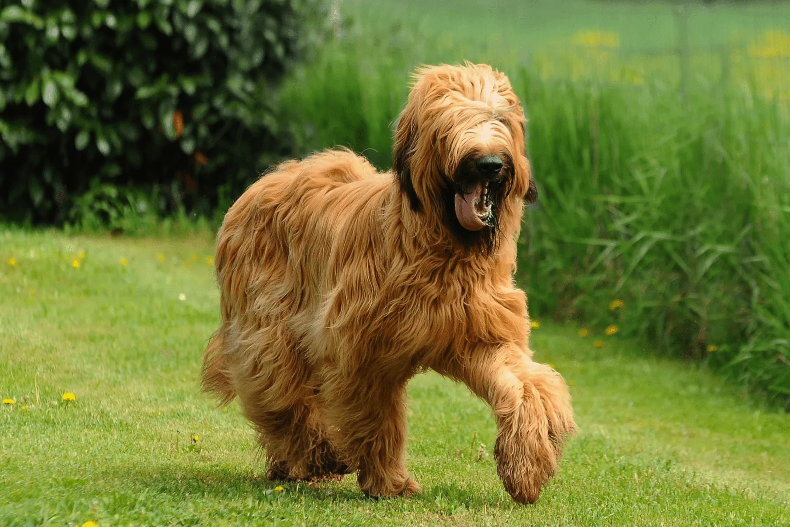 Briard dog sets in the meadow
