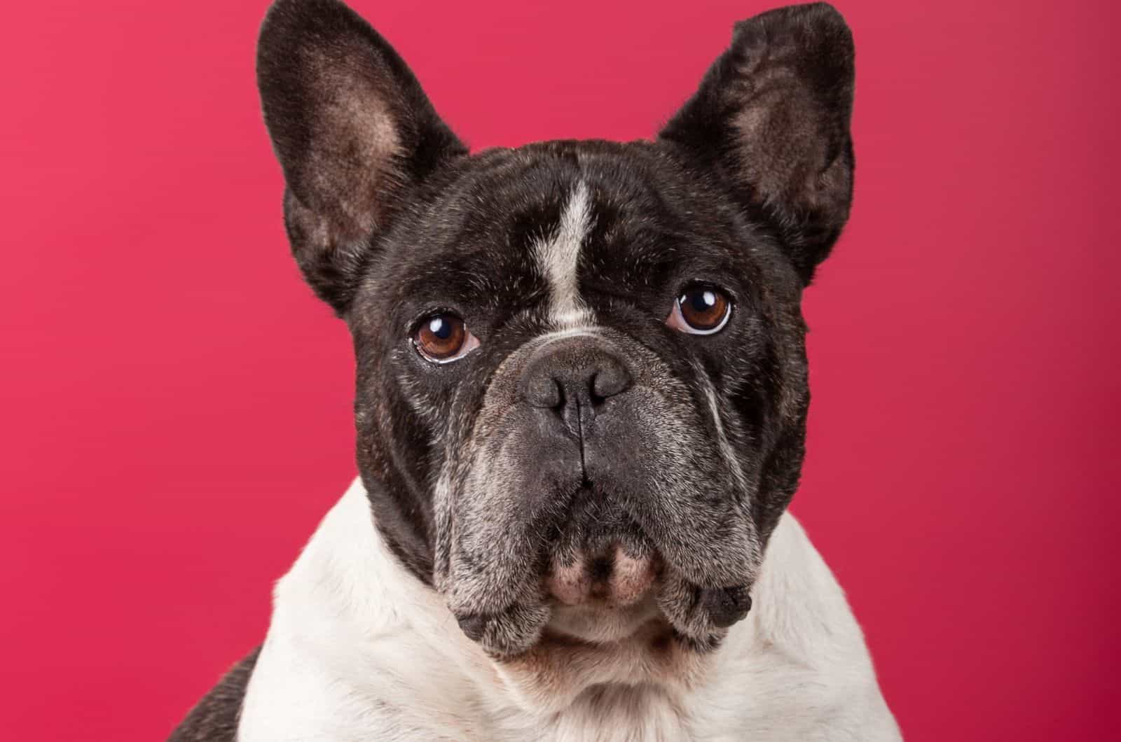 Brindle And White French Bulldog