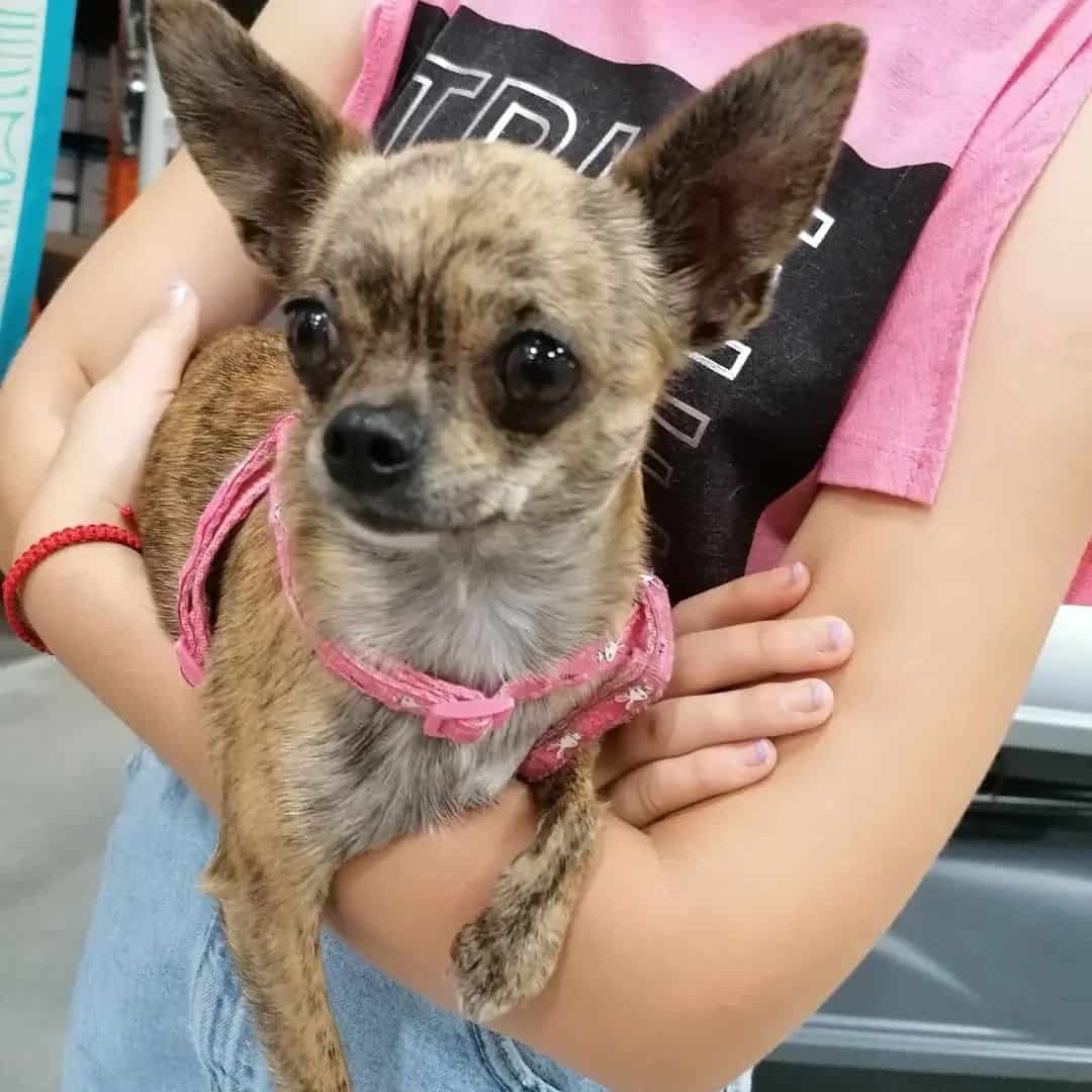Brindle Chihuahua in the arms of a woman