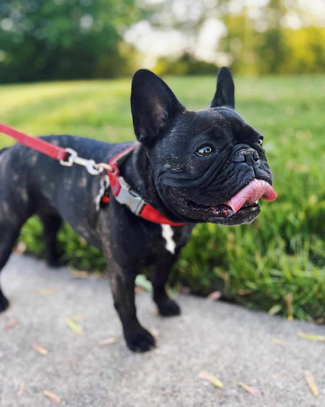 Brindle French Bulldog