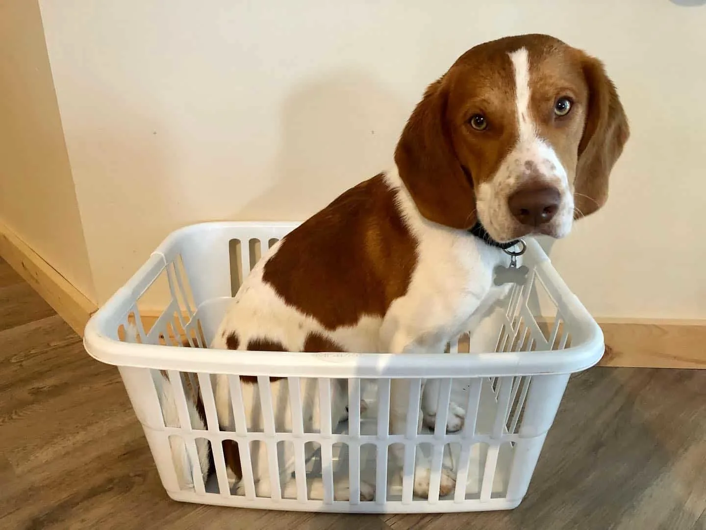 Brittany Beagle Mix dog in a basket