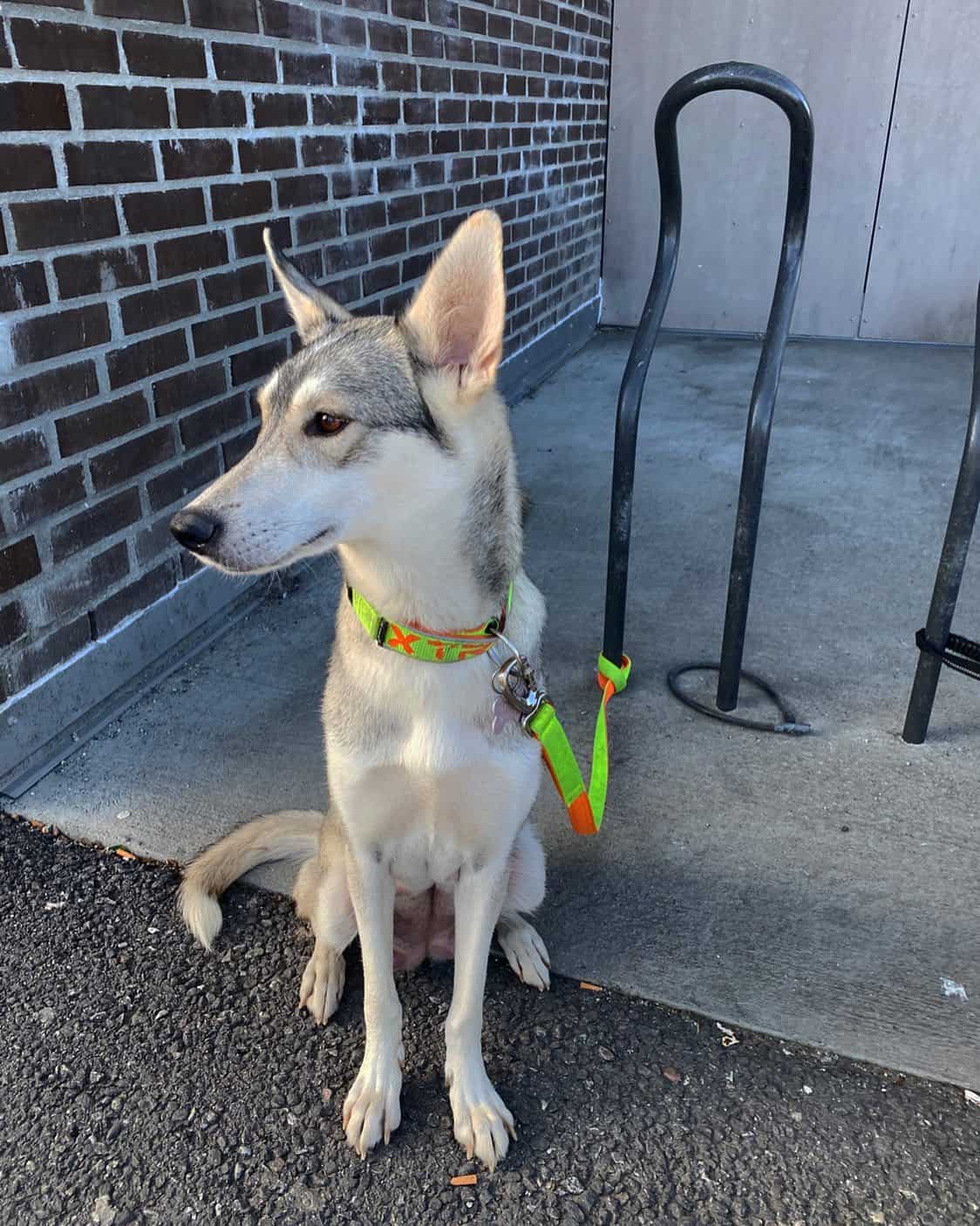 Brittany Husky sitting outdoor