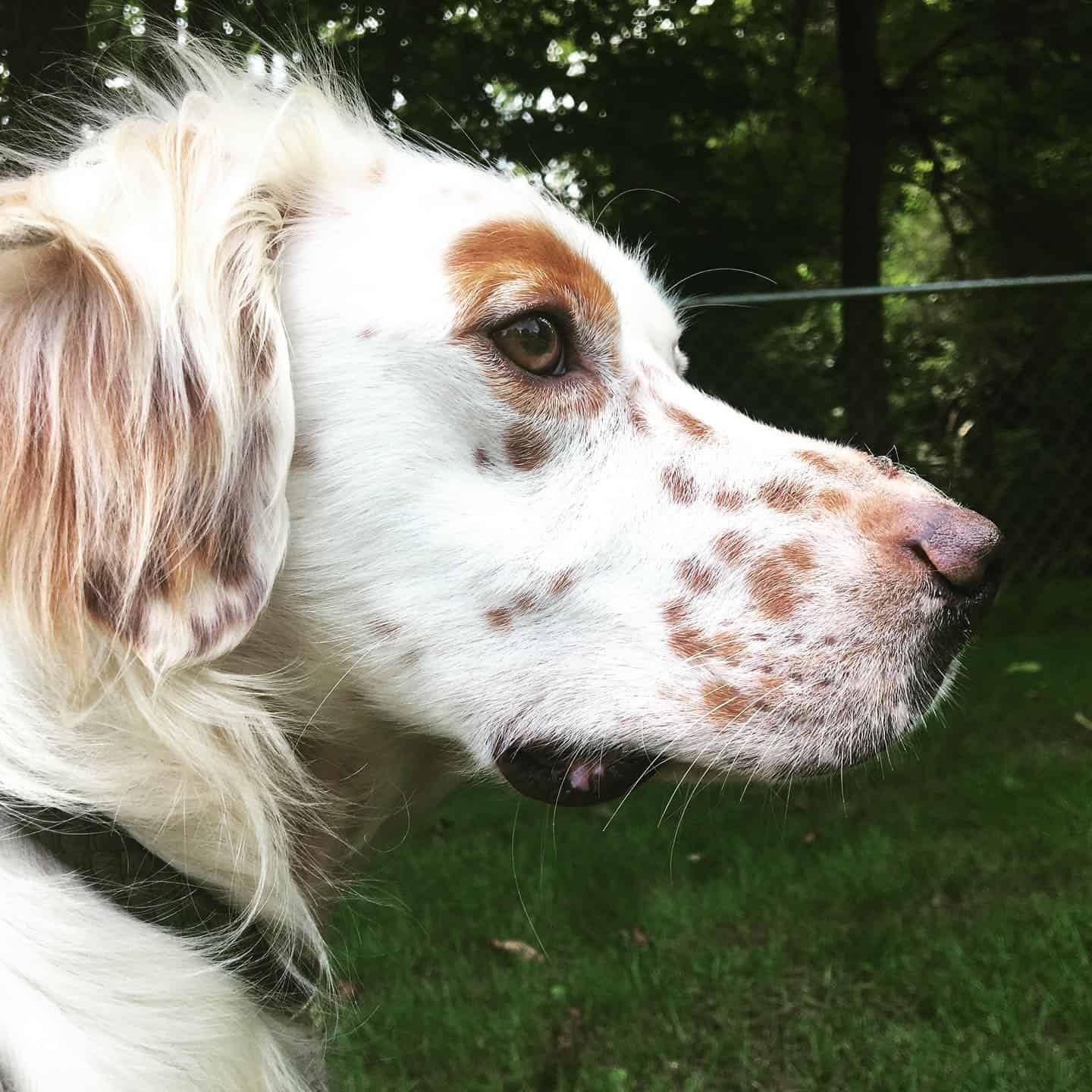 Brittany Setter dog