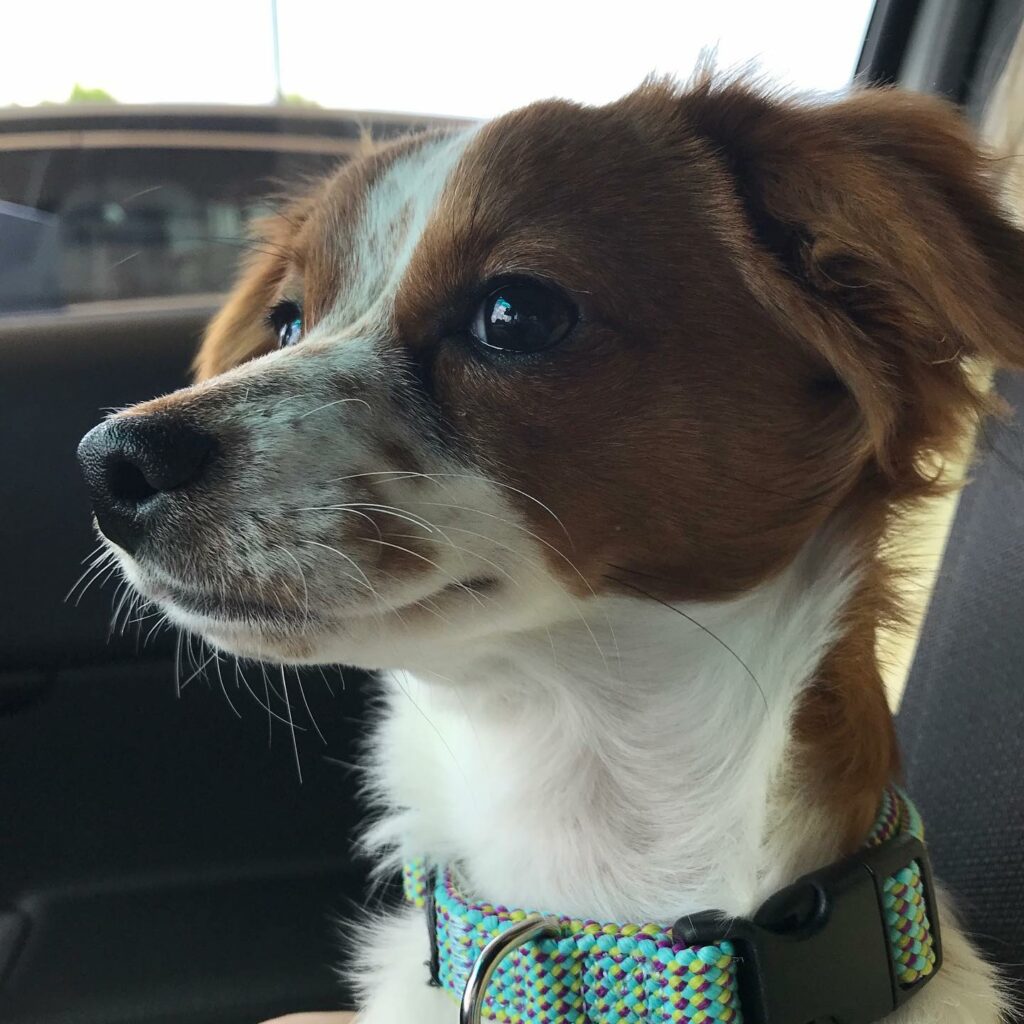 18 Brittany Spaniel Mixes That Would Make Good Family Pets