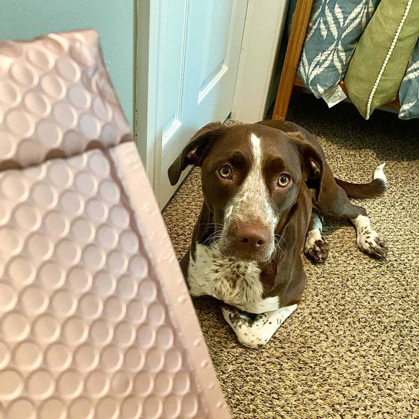 Brittany Spaniel Pitbull dog