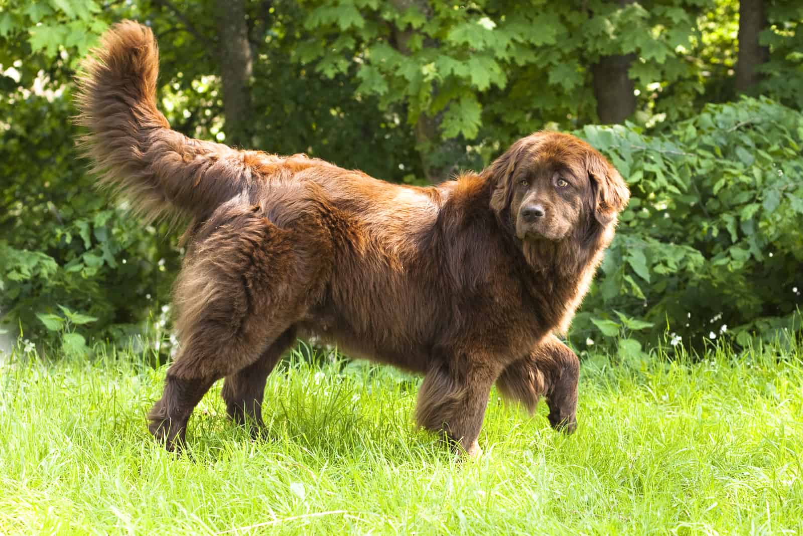 Brown Newfoundland Dog set in a field